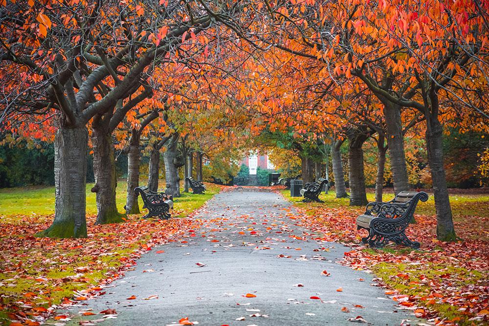 Treeline Avenues